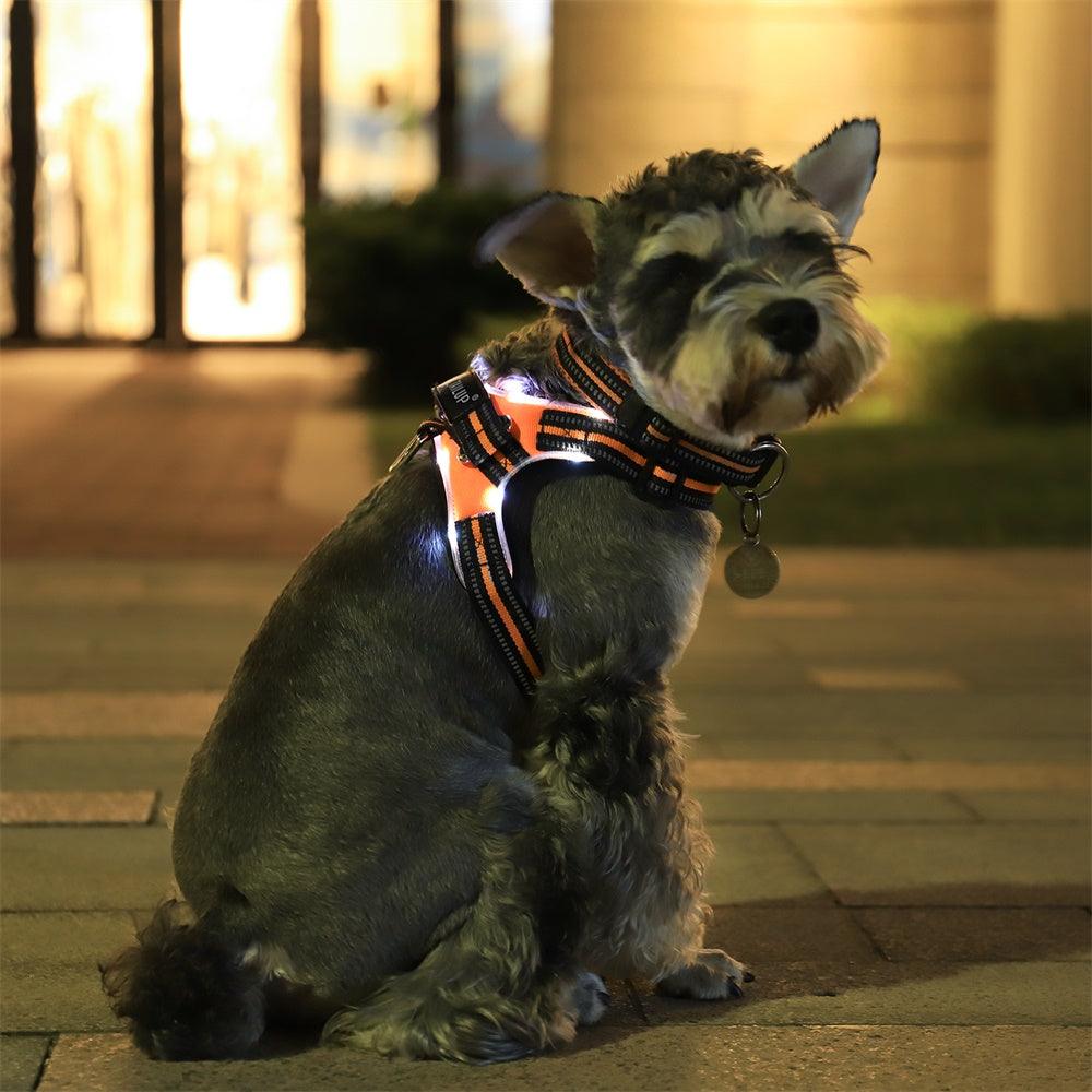 Luminous Canine Collar